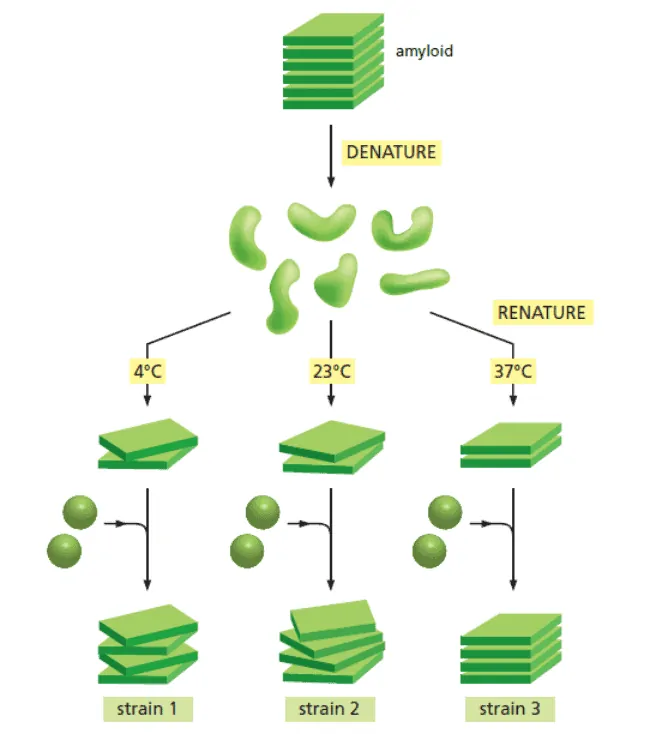 Sintesis protein strain prion secara in vitro