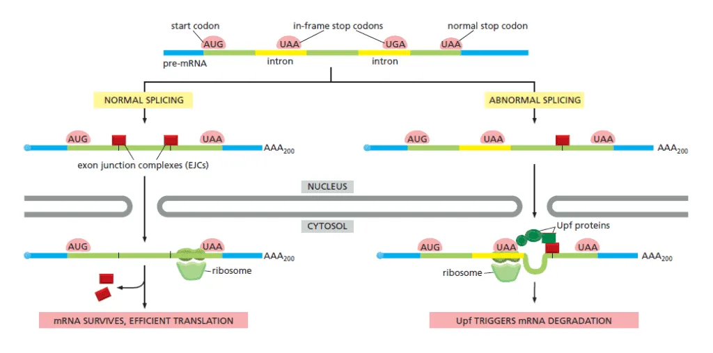 Mekanisme nonsense-mediated mRNA decay