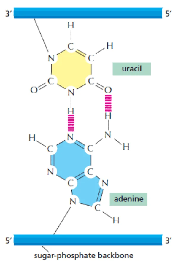 Adenine berpasangan dengan uracil pada RNA