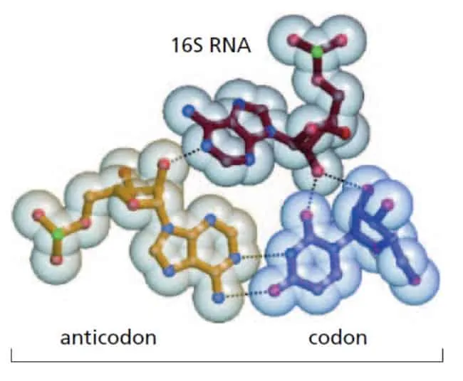 Pengenalan ketepatan pemasangan codon dengan anti-codon oleh ribosom subunit kecil