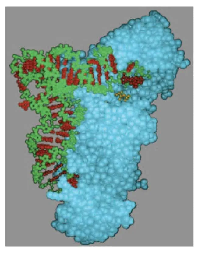 Pengenalan tRNA oleh tRNA synthethase