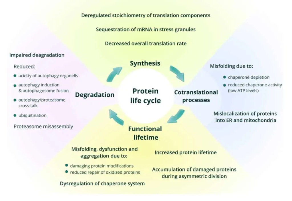 Penuaan dan perubahan siklus protein