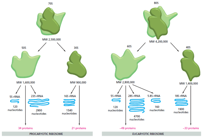Perbandingan ribosom prokariota dengan eukariota