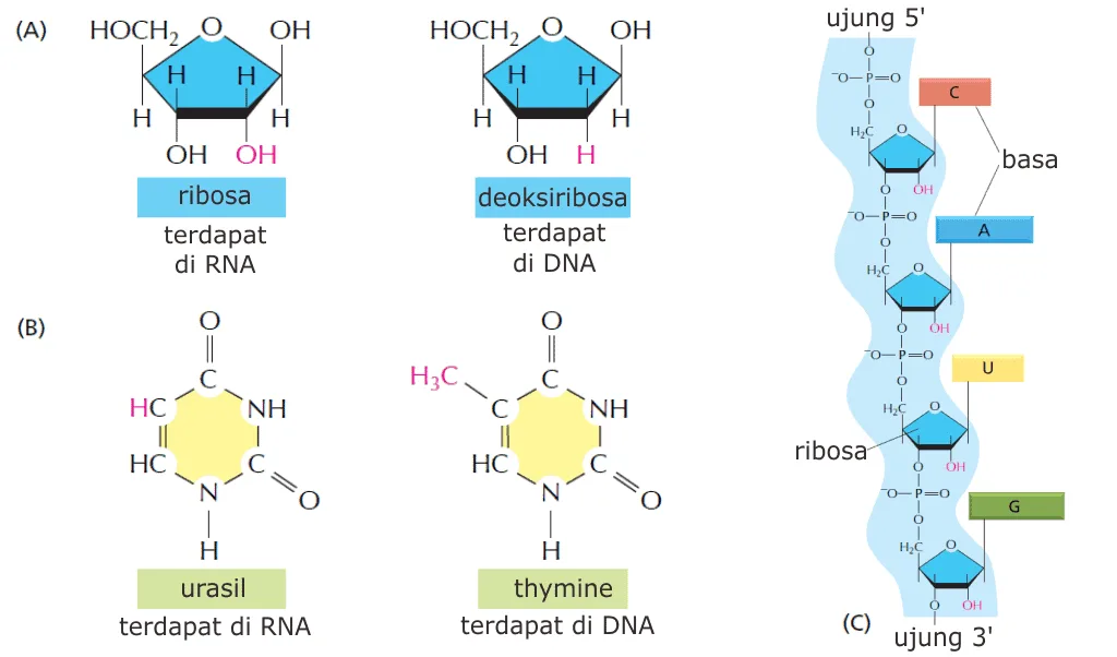 Perbedaan DNA dengan RNA