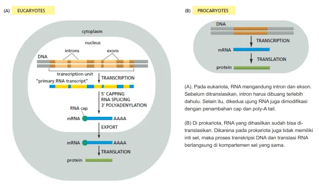 Perbedaan langkah transkripsi DNA ke translasi RNA antara prokariota dan eukariota.