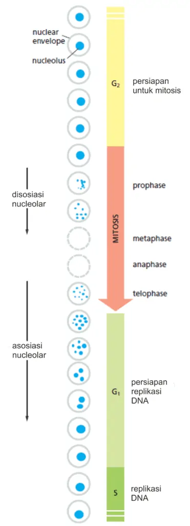 Perubahan penampakan nukleus spepanjang siklus sel