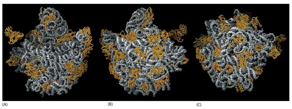 Posisi protein pada subunit besar ribosom bakteri