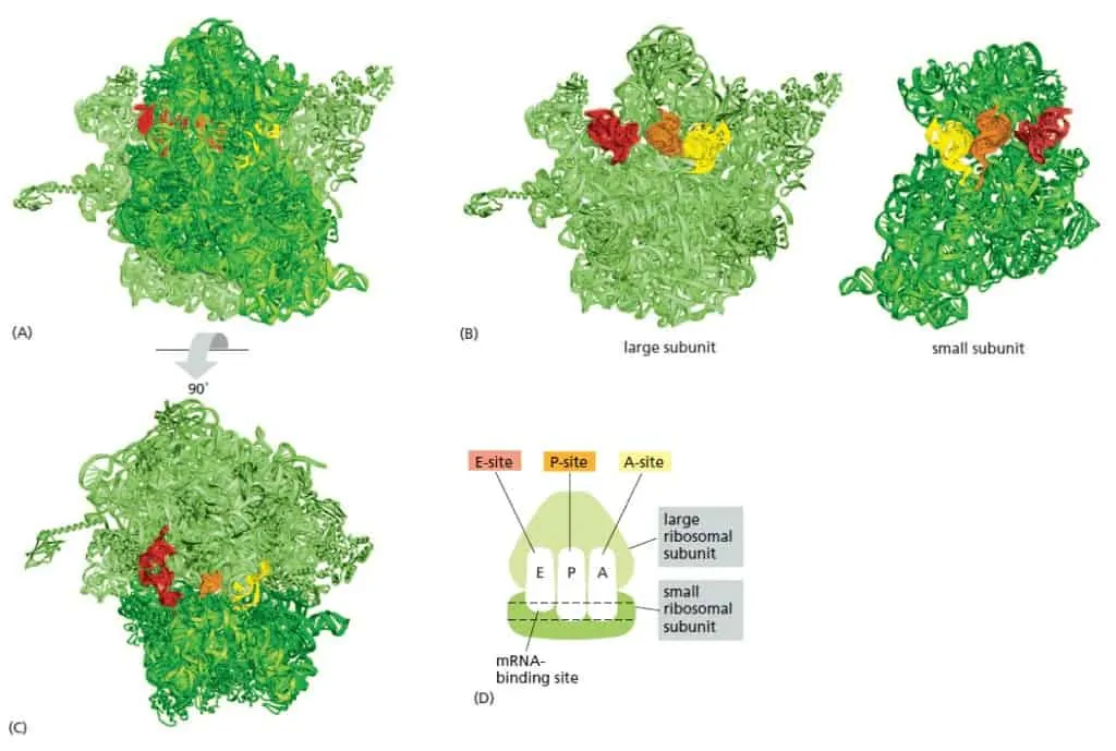 RNA-binding site pada ribosom