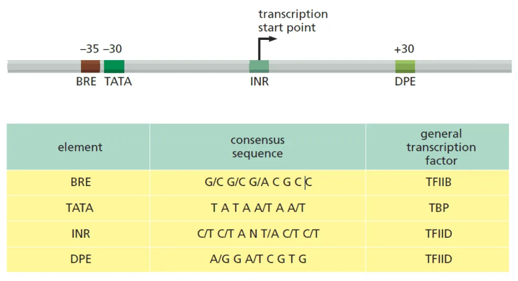 Sekuens konsensus di sekitar titik dimulainya transkripsi DNA oleh RNA polimerase II