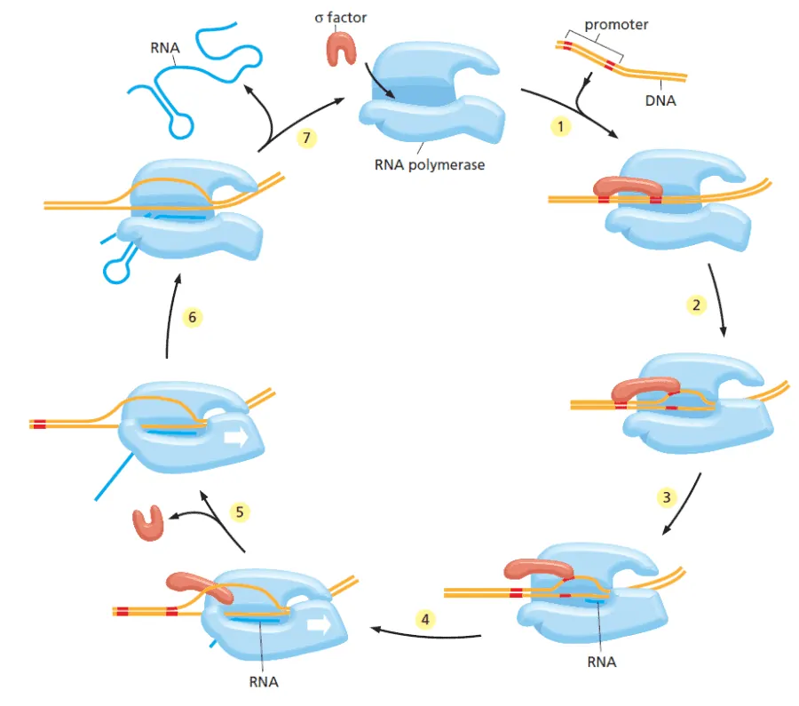 Siklus transkripsi RNA polimerase bakteri