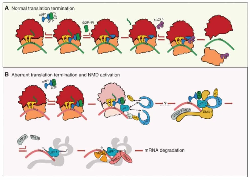 Skema rinci nonsense-mediated mRNA decay