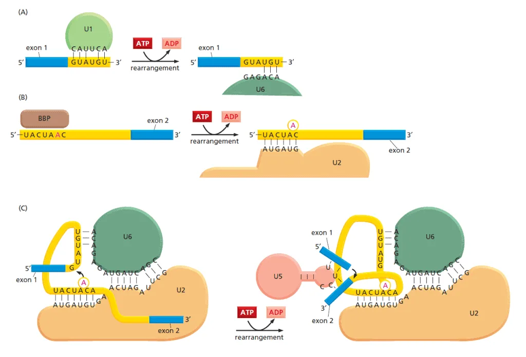 Perubahan susunan spliceosome.
