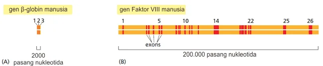 Contoh struktur intron dan ekson dua gen manusia