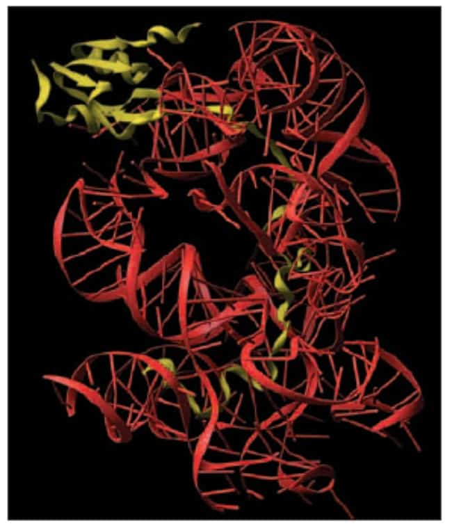 Struktur protein L15 dari ribosom bakteri