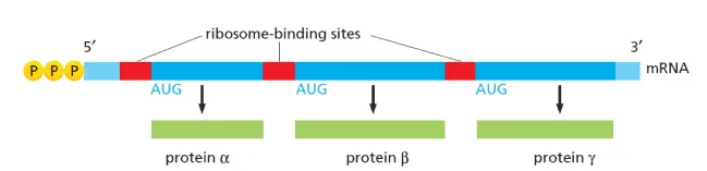 Strukur umum molekul mRNA bakteri