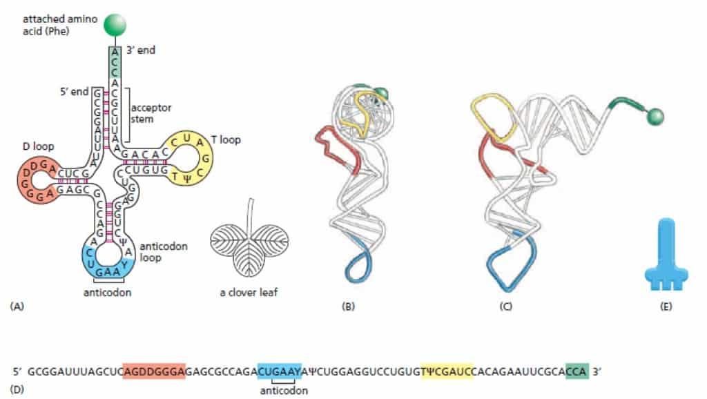 Struktur molekul tRNA