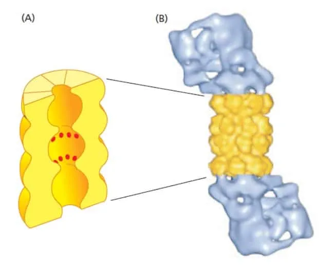 Struktur proteasome