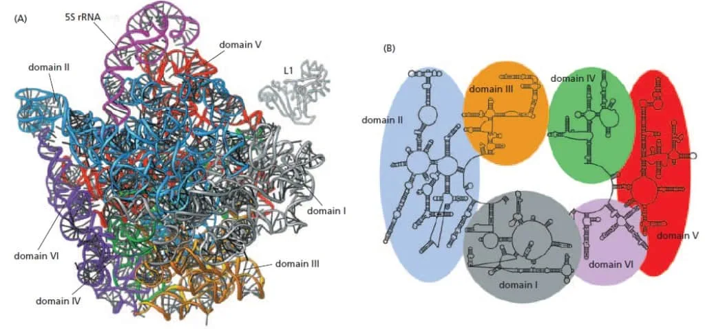 Strukur RNA subunit besar ribosom bakteri.