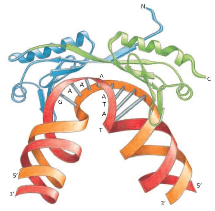 Struktur TBP (TATA binding protein)