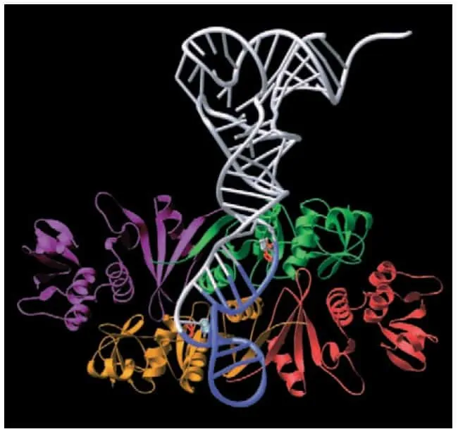 Struktur tRNA-splicing endonuclease menempel ke prekursor tRNA