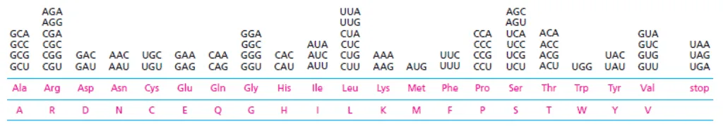 Susunan kode genetik atau codon