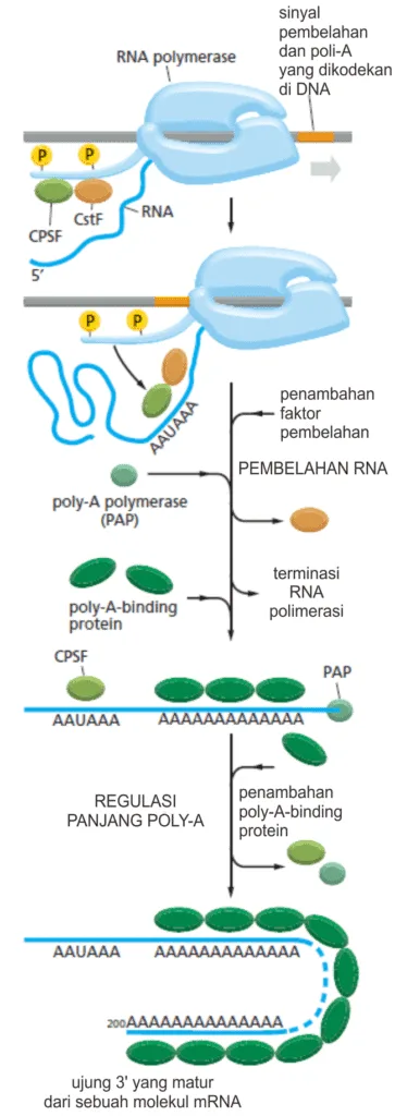 Tahapan modifikasi ujung 3' dari mRNA