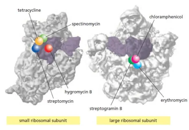 Tempat ikatan antibiotik pada ribosom bakteri dalam kaitannya dengan menhambat proses sintesis protein