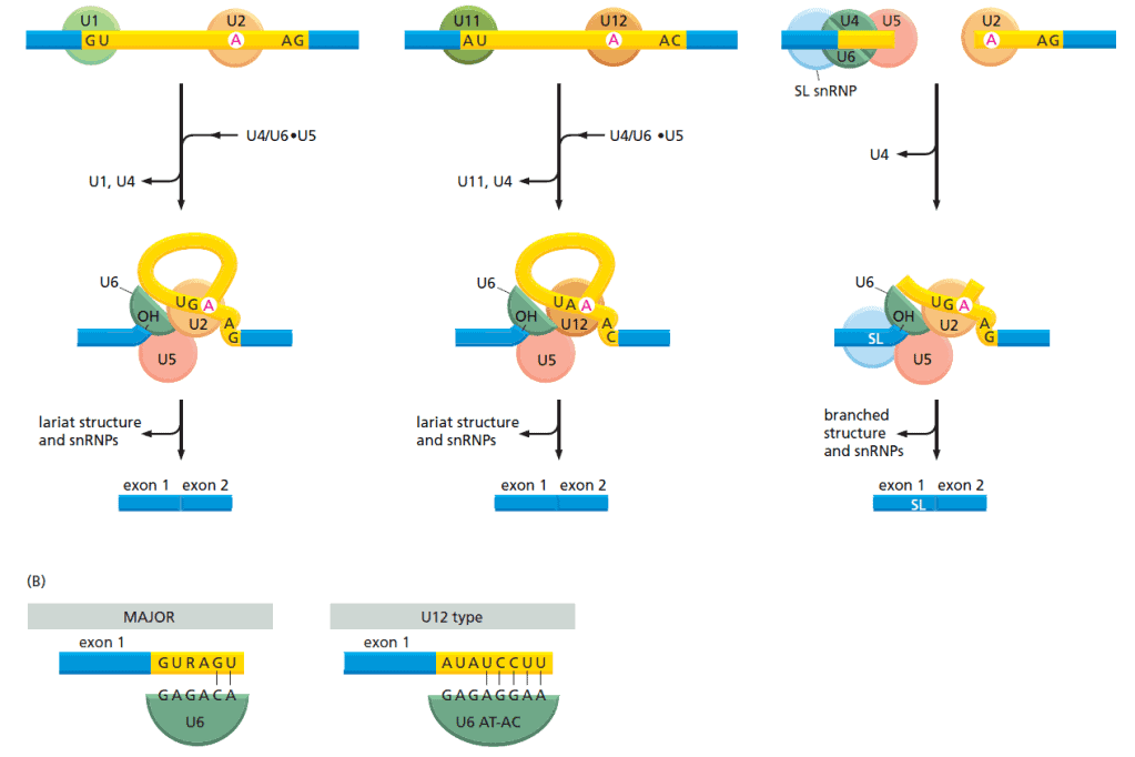 Tiga jenis mekanisme RNA splicing