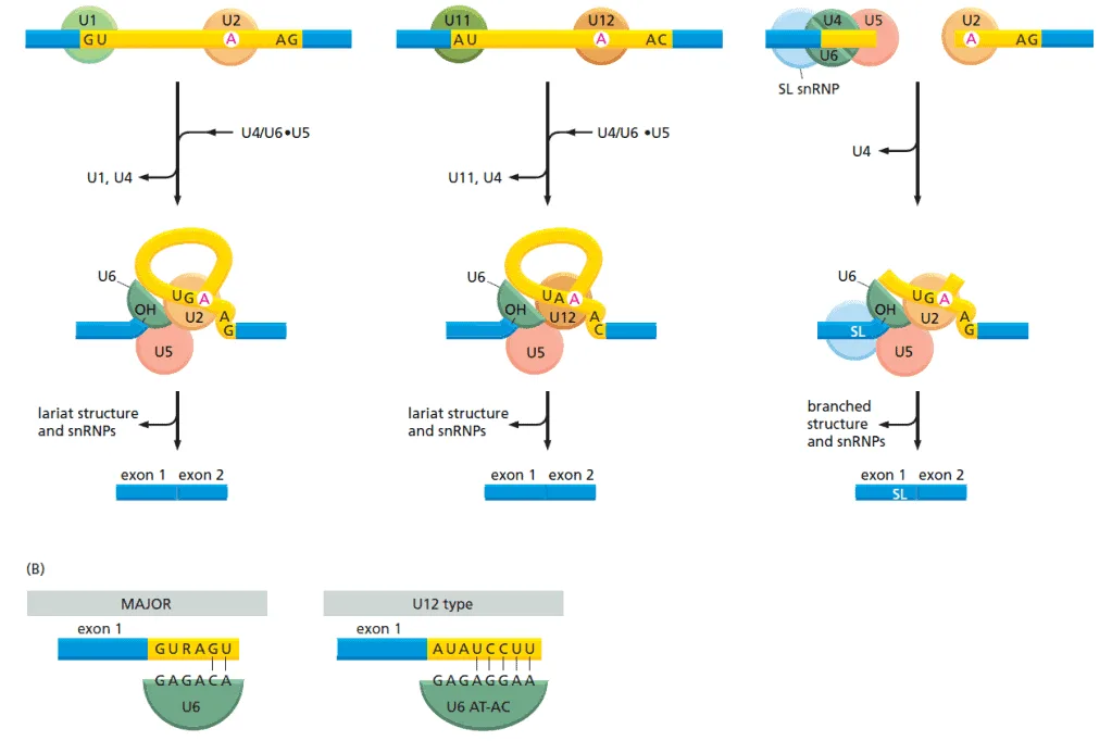 Tiga jenis mekanisme RNA splicing