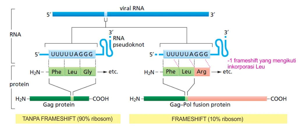 Transcriptional frameshifting pada retrovirus.