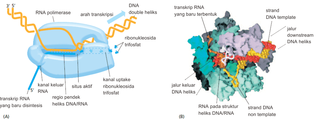 Proses transkripsi DNA oleh RNA polimerase