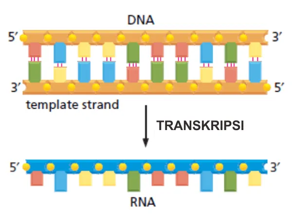 Transkripsi menghasilkan molekul single strand RNA