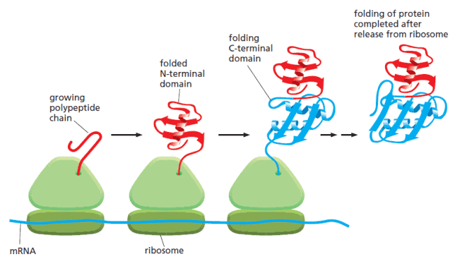 Proses translasi dan pelipatan protein yang berlangsung secara bersamaan