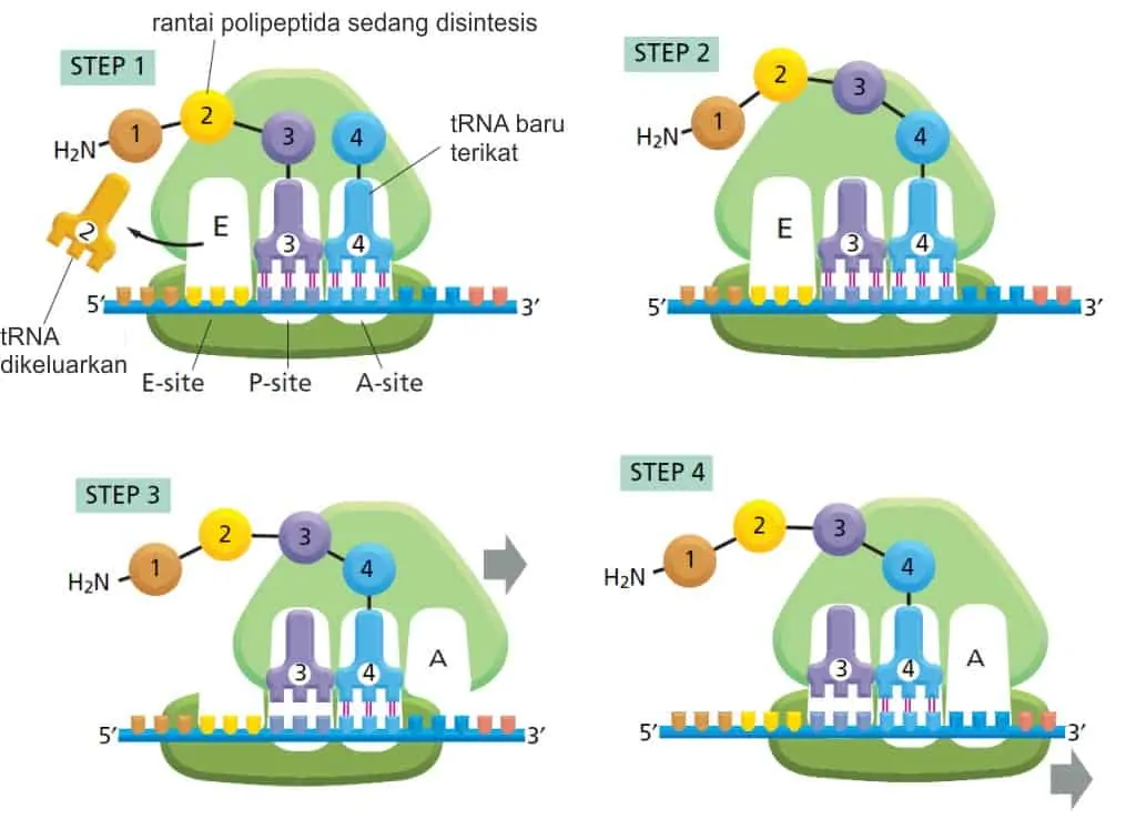 Translasi molekul mRNA