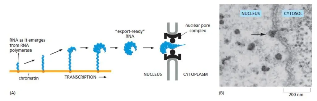 Transpor mRNA melalui NPC