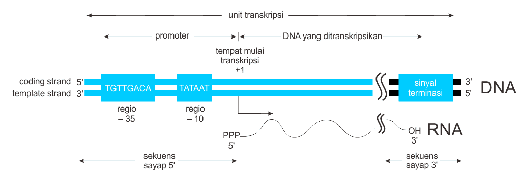 Unit transkripsi dari DNA bakteri menggambarkan letak sekuens promoter relatif terhadap gen