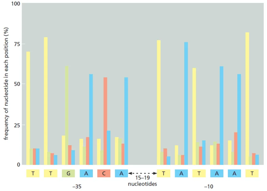 Variasi kode inisiasi transkripsi DNA pada E. coli