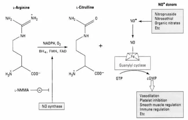 Reaksi produksi NO dan cGMP