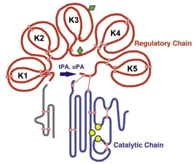 Skema struktur plasmin/plasminogen