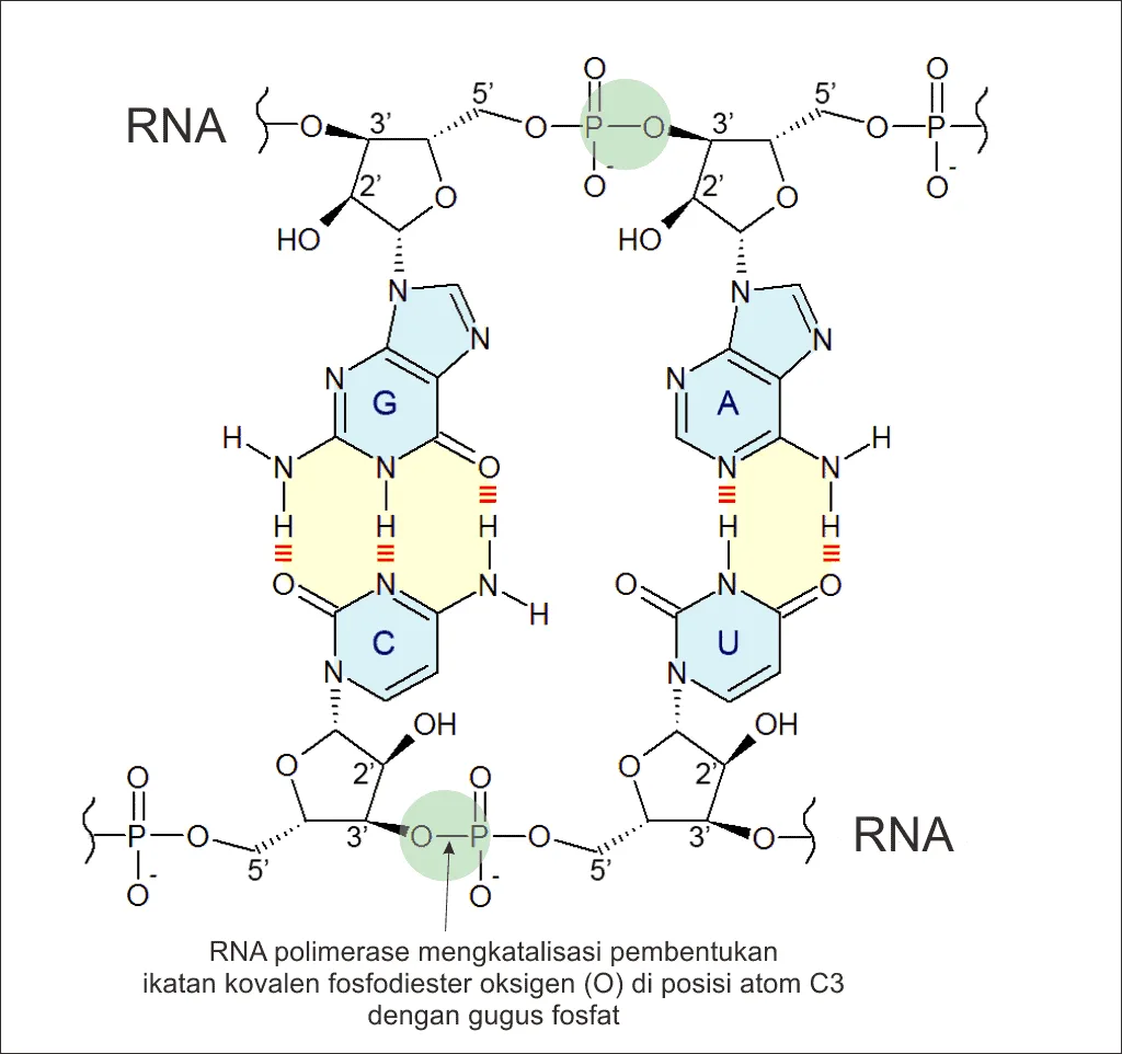 Ikatan fosfodiester di RNA yang dibentuk dengan bantuan enzim RNA polimerase