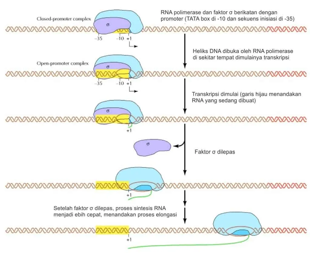 Inisiasi transkripsi DNA pada prokariota