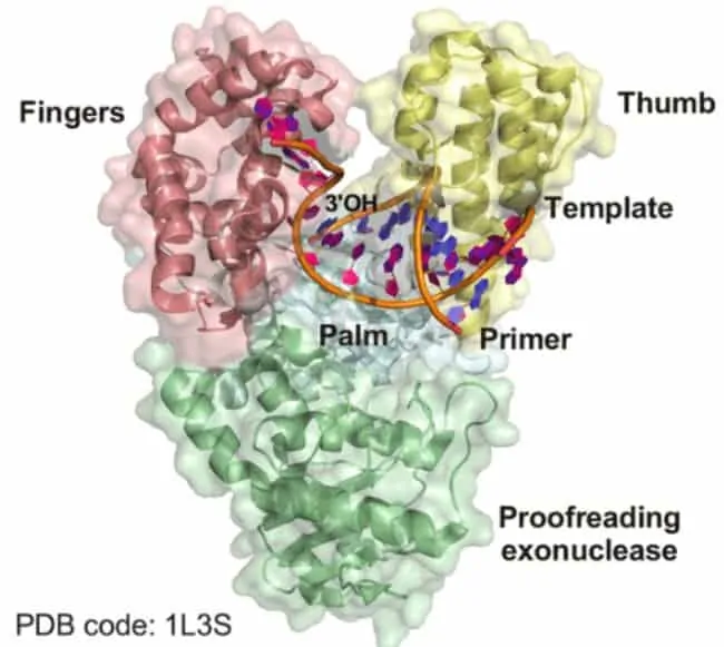 Struktur kristalografi DNA polimerase I dari Geobacillus stearothermophilus.