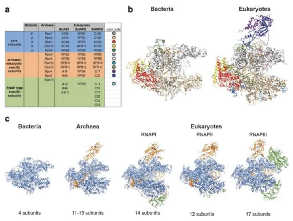 Perbandingan struktur RNA polimerase bakteri, archaea, dan eukariota