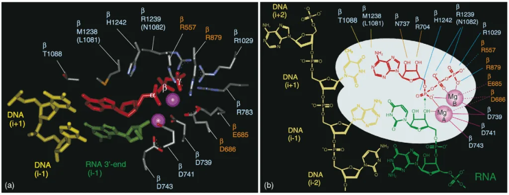 Situs katalitik RNA polimerase