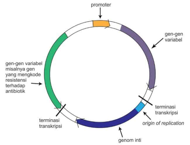 Ilustrasi skematik sebuah plasmid