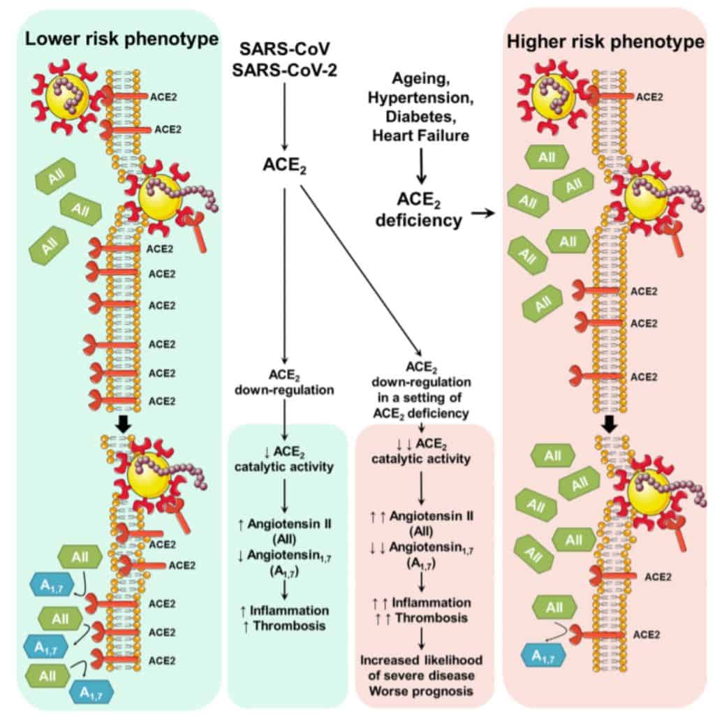 Potensi dampak downregulation Ace-2 akibat infeksi SARS-CoV-2