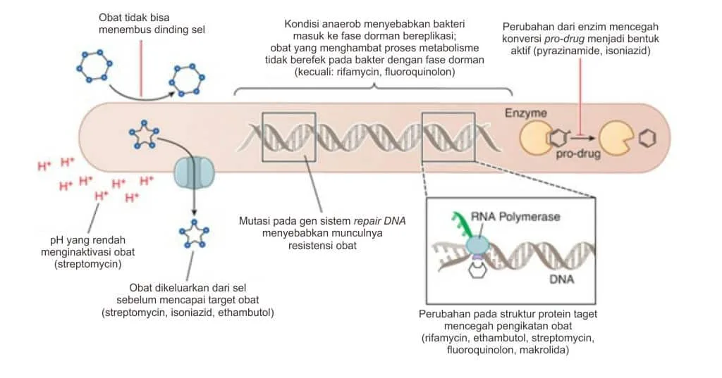 Bagan mekanisme resistensi MTB terhadap antibiotika