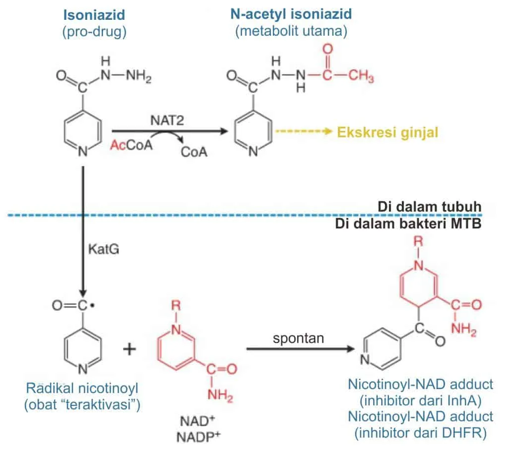 Aktivasi dan metabolisme isoniazid