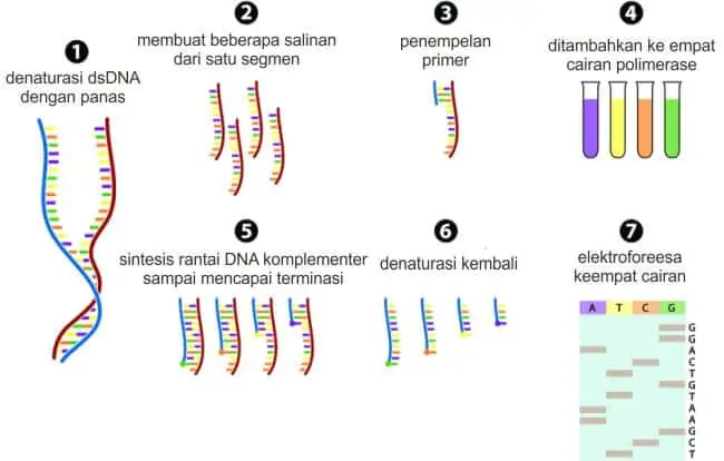 Skema sederhana sekuensing DNA menurut Frederick Sanger