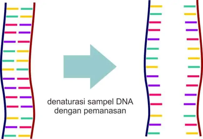 Tahap denaturasi dengan pemanasan pada proses PCR